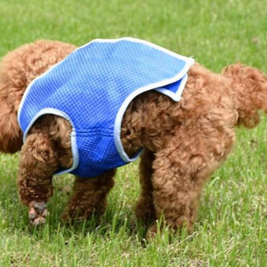 Breathable Dog Cooling Vest