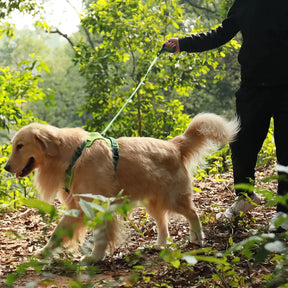 Auto-Lock No-Pull Dog Harness with Built-In Retractable Leash 🐕🔒✨