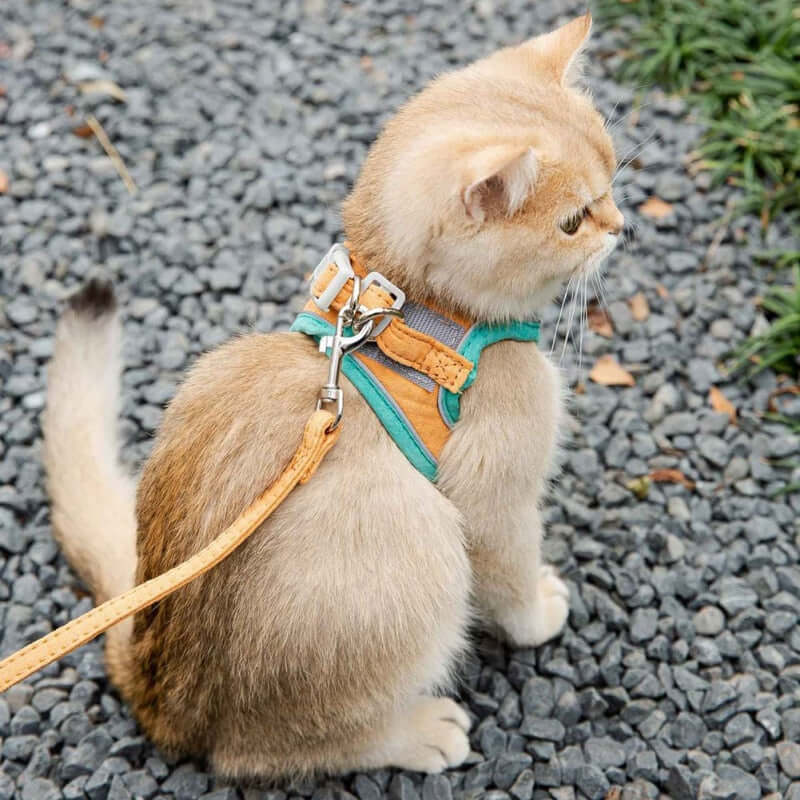 Pawsitively Chic: Harness Leash Set for Petite Paws - Cat and Dog Accessories for Stylish Strolls! 🐾🌟